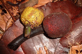 معرفی و راهنمای پرورش درختان میوه - کِلِدانگ